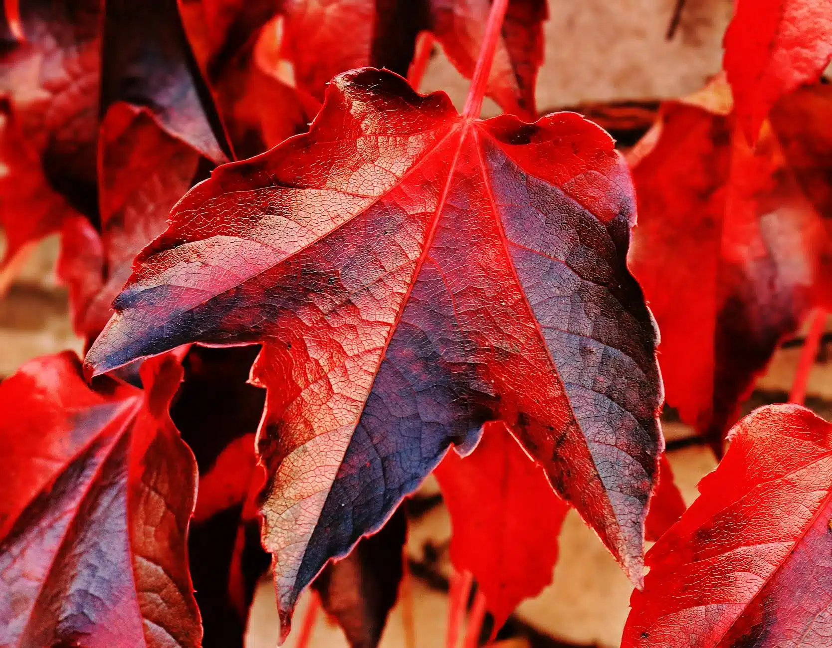 pexels-photo-235732 - Tapestry AG red and brown plant leaf in closeup photo